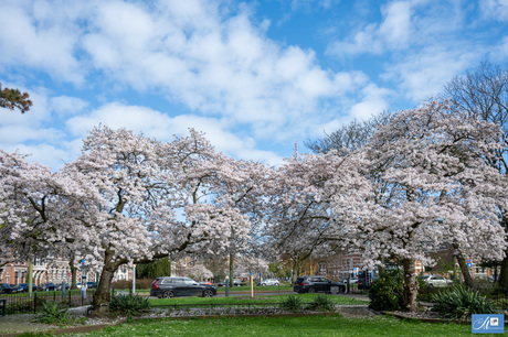 Lente in Den Haag