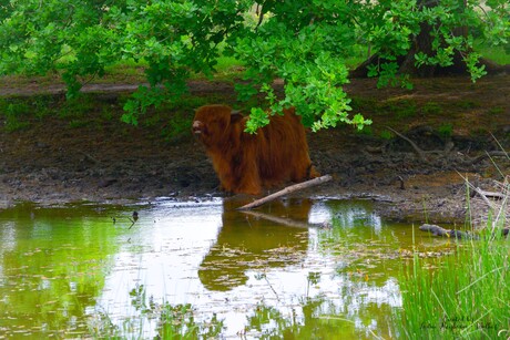 Schotse Hooglander