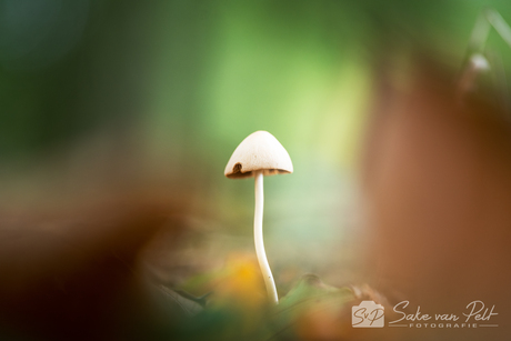 Mycena