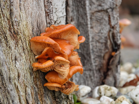 Nu nog paddenstoelen op...