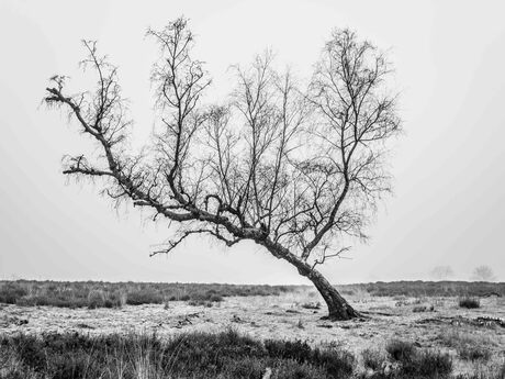 Rust