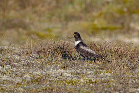Beflijster in de vroege ochtend