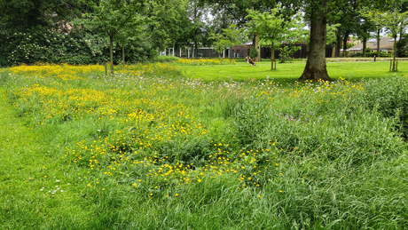 Lente in het park.