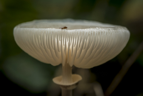 Vlieg op porseleinzwam