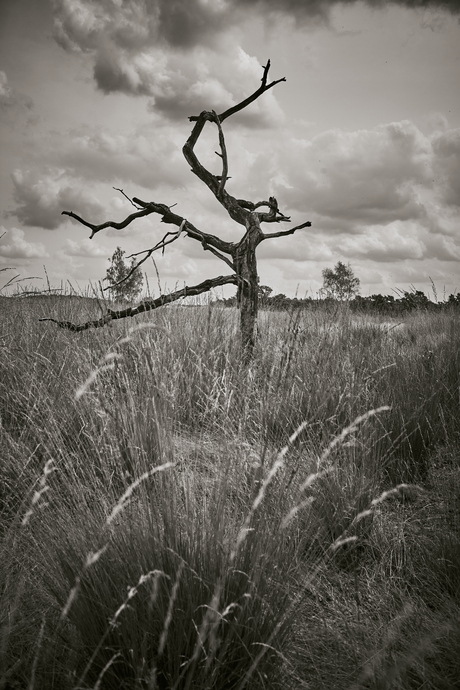 Boom, Drunense Duinen