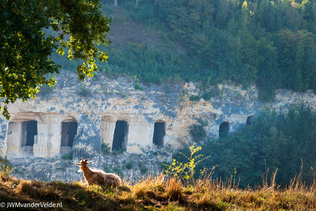 Geit bij de Oehoe vallei - ENCI groeve