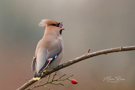 De Pestvogel die heerlijk een rozenbotteltje verorberd.