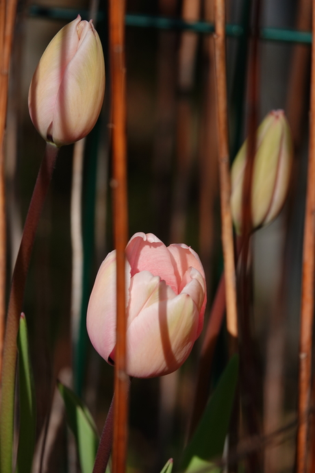 Tulpen
