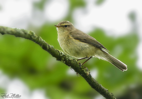 Tjiftjaf (Phylloscopus collybita)
