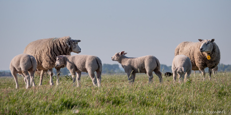 Familie schaap