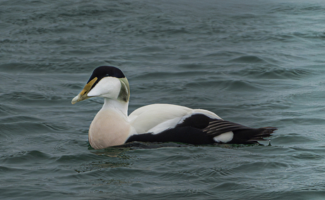 eider.............