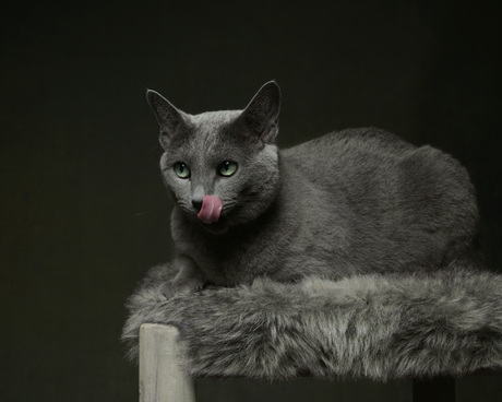 Zo, dat was een lekker muisje !