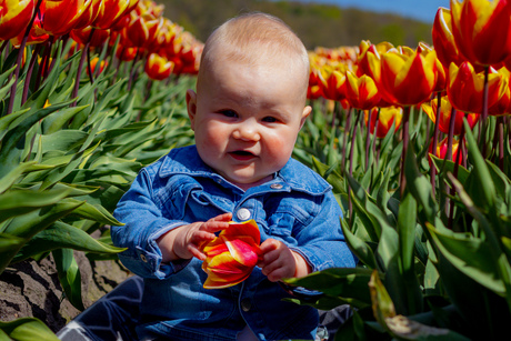 Tussen de tulpen