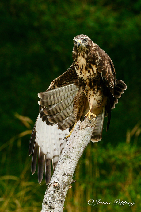 Buizerd