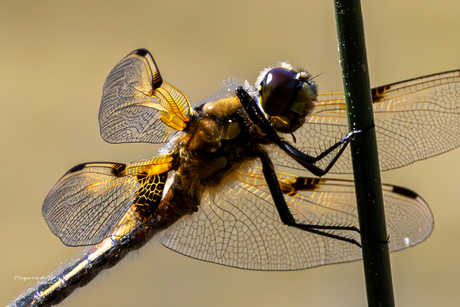 Libelle