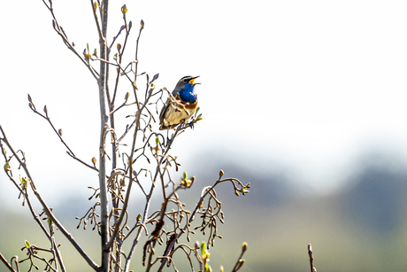 Blauwborst 
