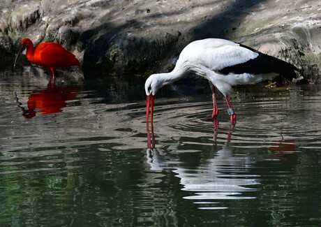 Ooievaar in contact met evenbeeld