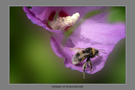 Hommel