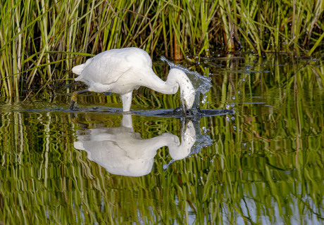 Kleine zilverreiger op jacht