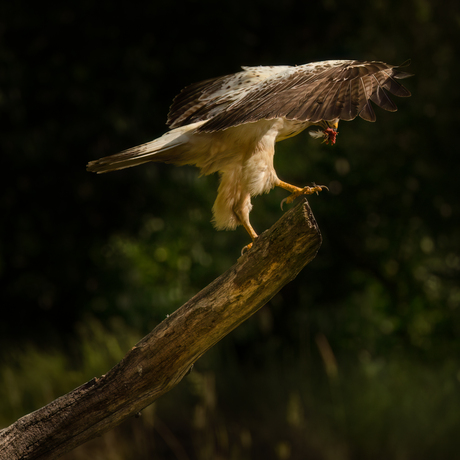 Blonde Buizerd