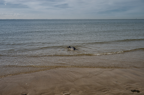 Jonge zeehond