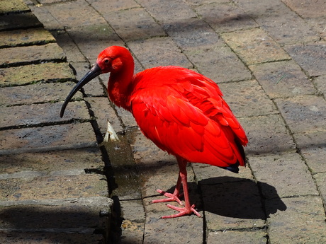 rode ibis