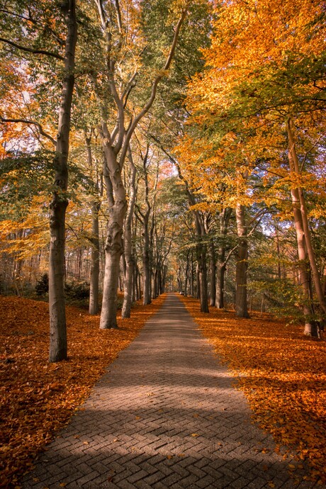 bos in herfstkleuren