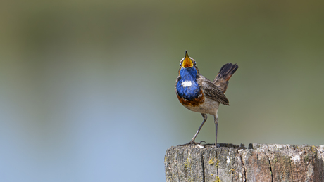 Blauwborst