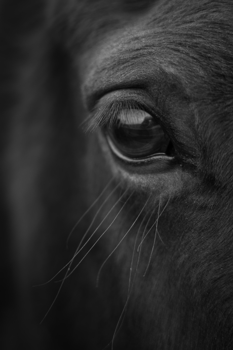 paard oog 