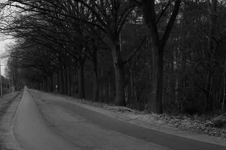 Om en bij "Brug Groene woud"