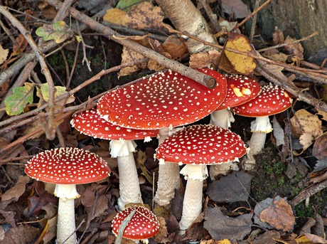 rood en witte stippen