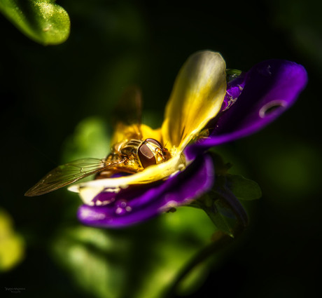 Zweefvlieg in een viooltje