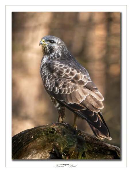 Buizerd