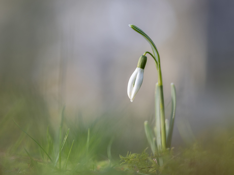 Sneeuwklokje 25-01-2026 Gorinchem