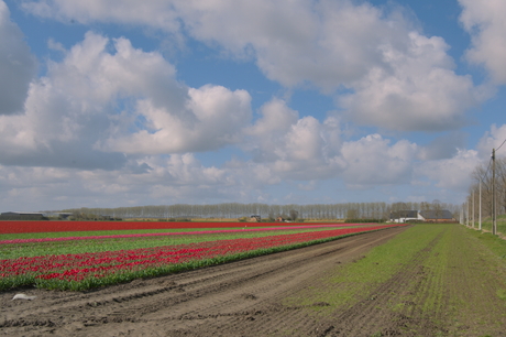 Tiptoe Thru The Tullips With Me