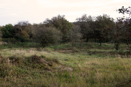 Natuurgebied Oranjezon 