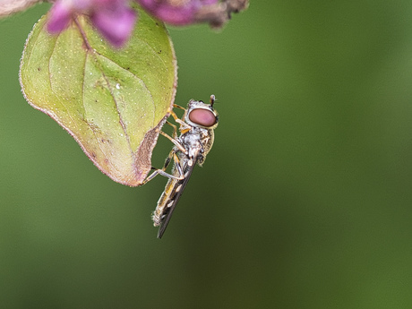 Gewoon schaduwplatvoetje