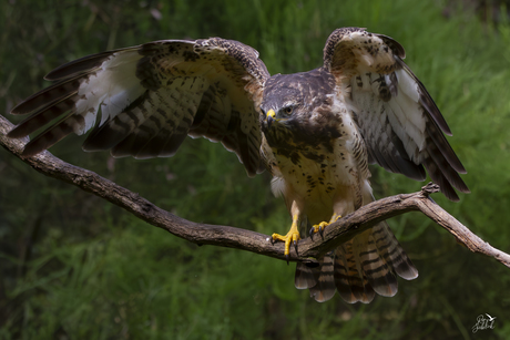 Buizerd op tak