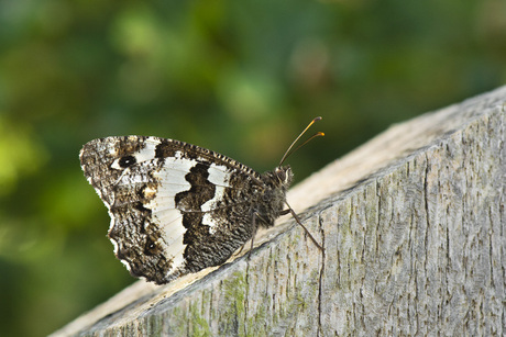 Witbandzandoog