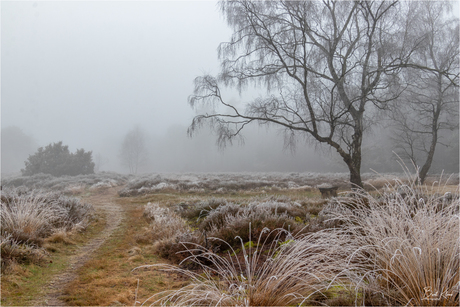 Mistig winterlandschap 