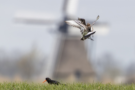 Vechtende weidevogels