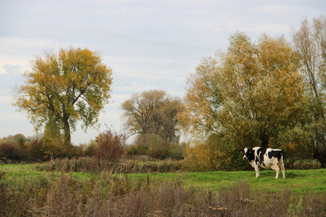 Koe in Hollands landschap