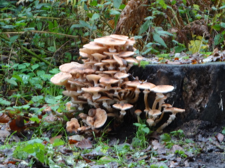 paddenstoelen naast een weggetje