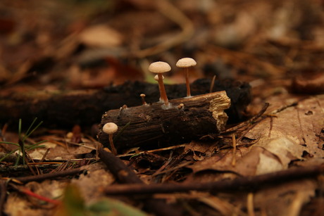 Mini paddenstoeltjes