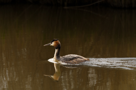 Vogels