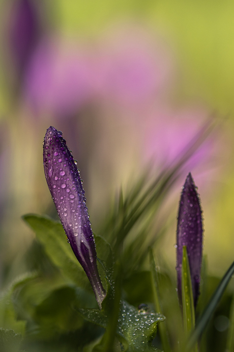 Voorjaarsbloemen.