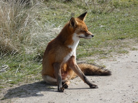 Vos relaxed in het zonnetje.