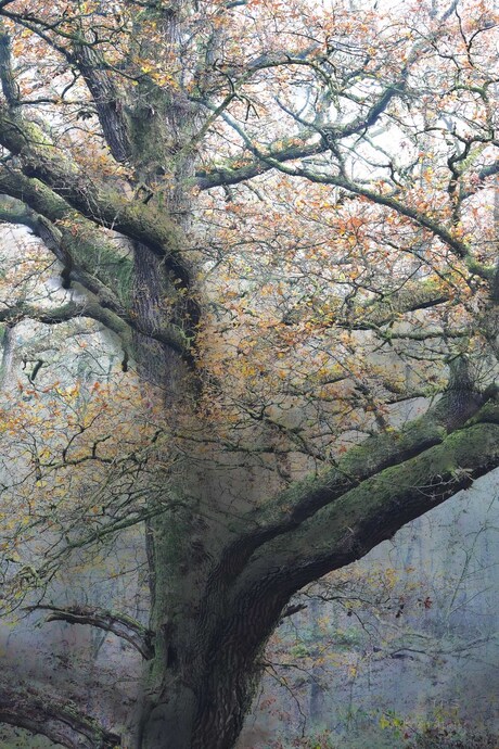 Tussen herfst en winter