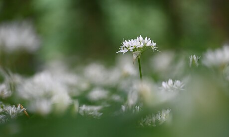 die steekt er bovenuit