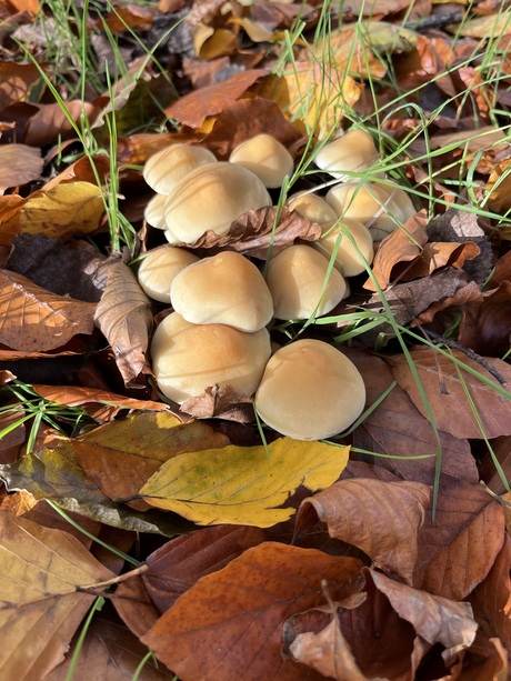 Paddenstoelen 